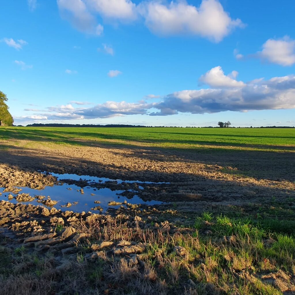 rzucewo pole wrzesień